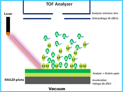 Schematic diagram of MALDI source